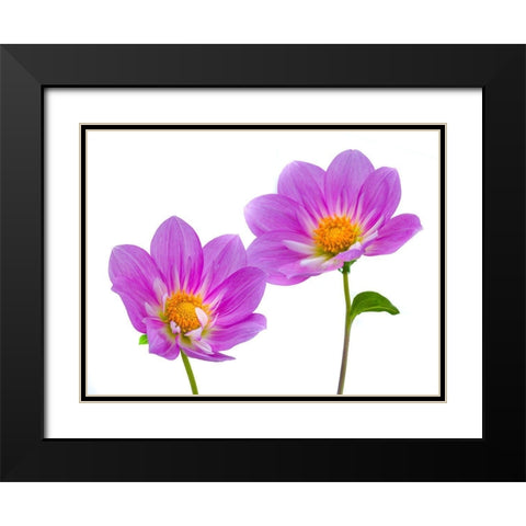 Purple colored Dahila flowers Black Modern Wood Framed Art Print with Double Matting by Frank, Assaf