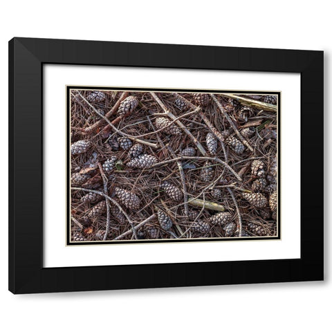 Pine cones and tree branches Black Modern Wood Framed Art Print with Double Matting by Frank, Assaf