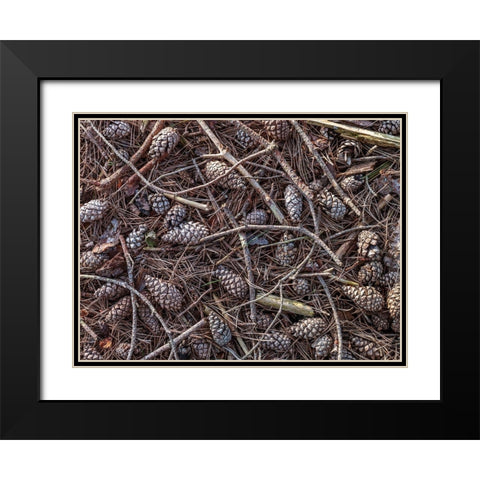 Pine cones and tree branches Black Modern Wood Framed Art Print with Double Matting by Frank, Assaf
