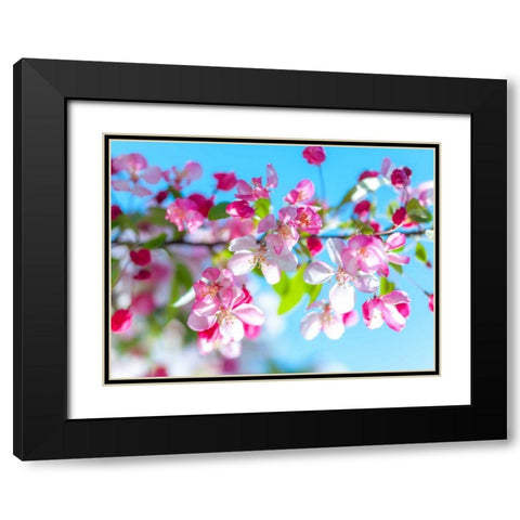 Cherry Blossom flowers Black Modern Wood Framed Art Print with Double Matting by Frank, Assaf