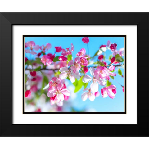 Cherry Blossom flowers Black Modern Wood Framed Art Print with Double Matting by Frank, Assaf