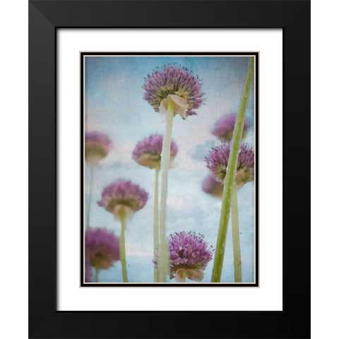 Beautiful Allium flowers Black Modern Wood Framed Art Print with Double Matting by Frank, Assaf