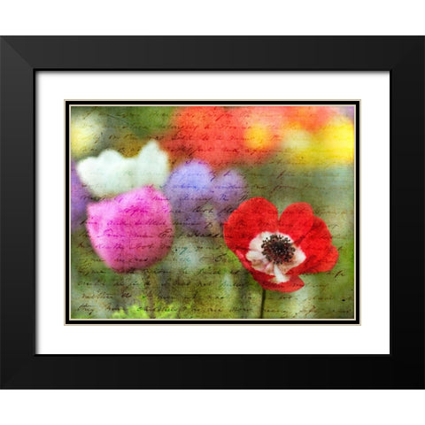 Colorful Anemone flowers in garden Black Modern Wood Framed Art Print with Double Matting by Frank, Assaf