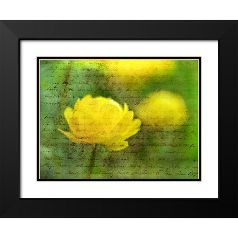 Beautiful Poppy flower in garden Black Modern Wood Framed Art Print with Double Matting by Frank, Assaf