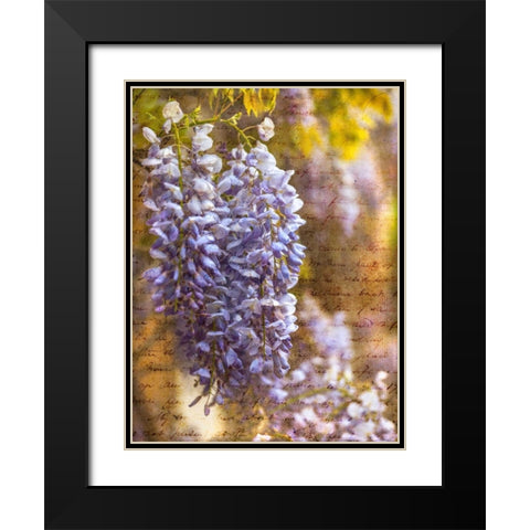 Beautiful Allium flowers Black Modern Wood Framed Art Print with Double Matting by Frank, Assaf