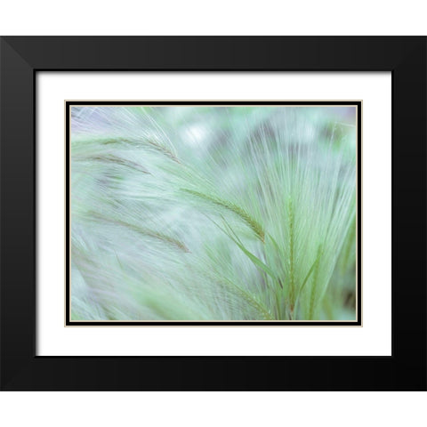 Wild grass Foxtail Barley Black Modern Wood Framed Art Print with Double Matting by Frank, Assaf