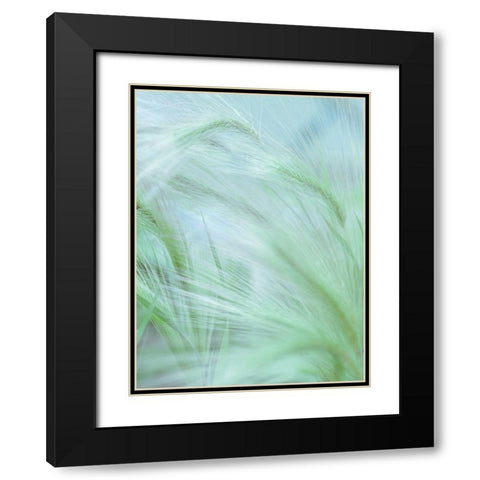 Wild grass Foxtail Barley Black Modern Wood Framed Art Print with Double Matting by Frank, Assaf