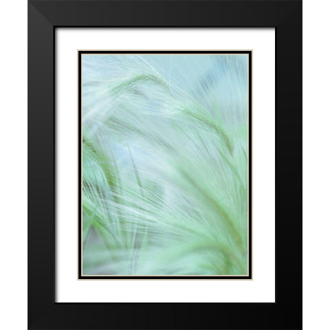 Wild grass Foxtail Barley Black Modern Wood Framed Art Print with Double Matting by Frank, Assaf
