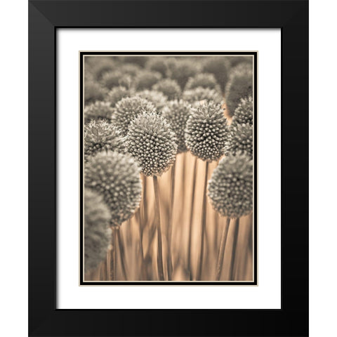 Allium flowers Black Modern Wood Framed Art Print with Double Matting by Frank, Assaf