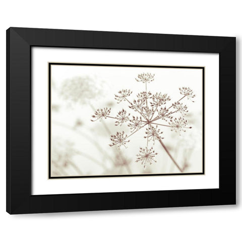 Cow parsley flower Black Modern Wood Framed Art Print with Double Matting by Frank, Assaf