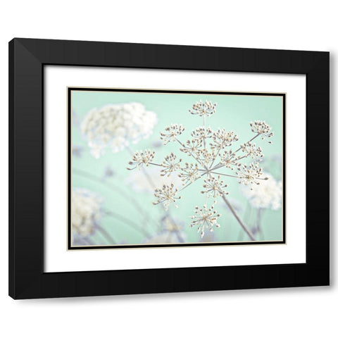Cow parsley flower Black Modern Wood Framed Art Print with Double Matting by Frank, Assaf