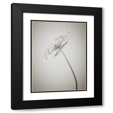Cow parsley flower Black Modern Wood Framed Art Print with Double Matting by Frank, Assaf