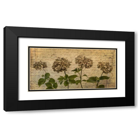 Four dried Hydrangea flowers in a row Black Modern Wood Framed Art Print with Double Matting by Frank, Assaf