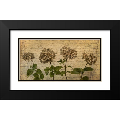 Four dried Hydrangea flowers in a row Black Modern Wood Framed Art Print with Double Matting by Frank, Assaf