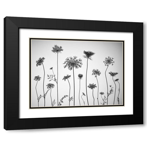 Cow parsley Black Modern Wood Framed Art Print with Double Matting by Frank, Assaf