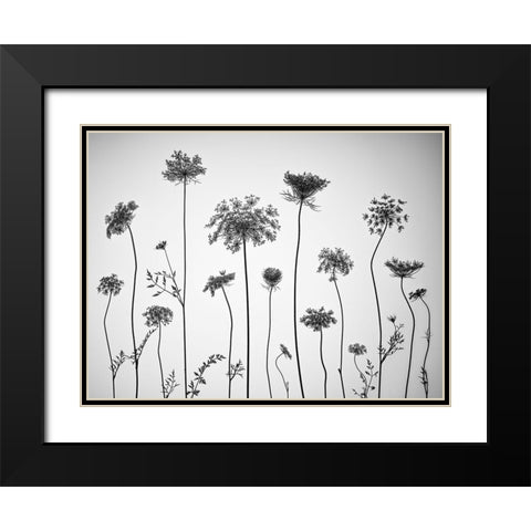 Cow parsley Black Modern Wood Framed Art Print with Double Matting by Frank, Assaf
