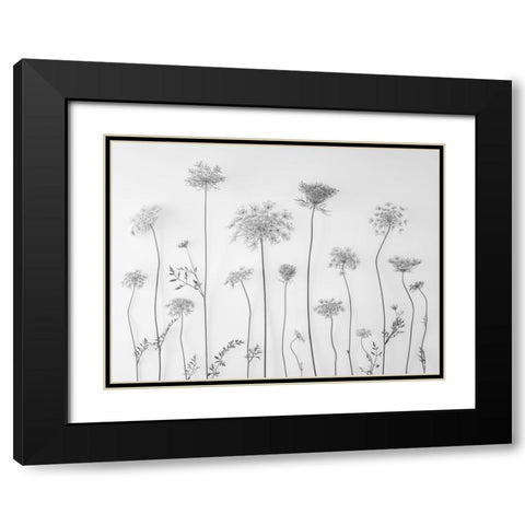 Cow parsley Black Modern Wood Framed Art Print with Double Matting by Frank, Assaf