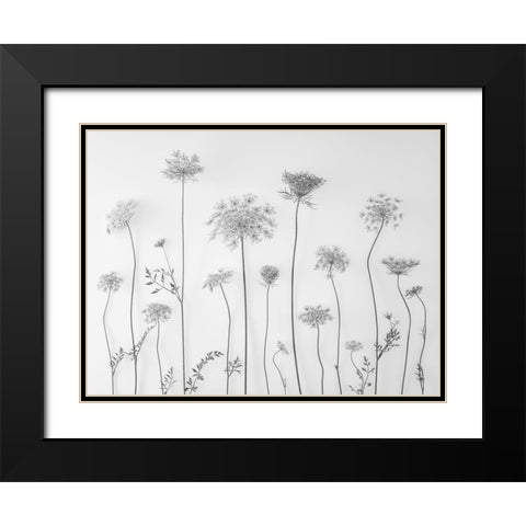 Cow parsley Black Modern Wood Framed Art Print with Double Matting by Frank, Assaf