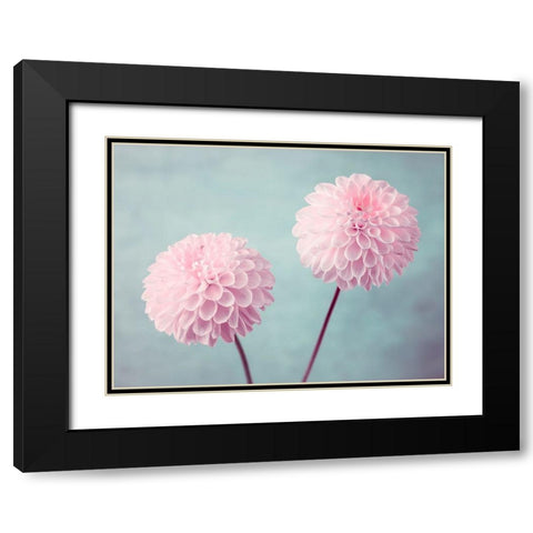 Two Dahlia flowers Black Modern Wood Framed Art Print with Double Matting by Frank, Assaf