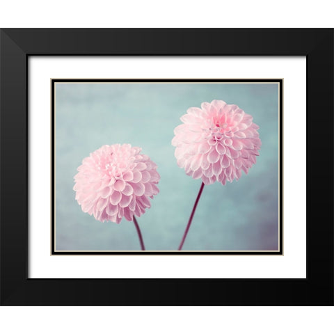 Two Dahlia flowers Black Modern Wood Framed Art Print with Double Matting by Frank, Assaf