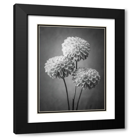 Three Dahlia flowers Black Modern Wood Framed Art Print with Double Matting by Frank, Assaf