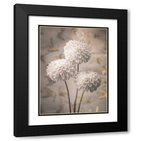 Beautiful Dahlias flowers Black Modern Wood Framed Art Print with Double Matting by Frank, Assaf