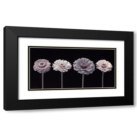 Four Zinnia flowers in a row Black Modern Wood Framed Art Print with Double Matting by Frank, Assaf