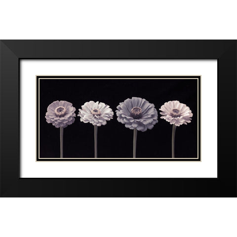Four Zinnia flowers in a row Black Modern Wood Framed Art Print with Double Matting by Frank, Assaf