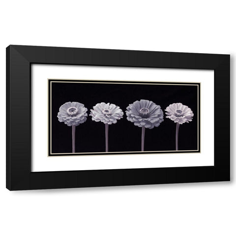 Four Zinnia flowers in a row Black Modern Wood Framed Art Print with Double Matting by Frank, Assaf