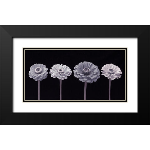 Four Zinnia flowers in a row Black Modern Wood Framed Art Print with Double Matting by Frank, Assaf