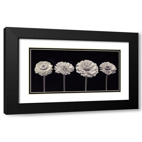 Four Zinnia flowers in a row Black Modern Wood Framed Art Print with Double Matting by Frank, Assaf