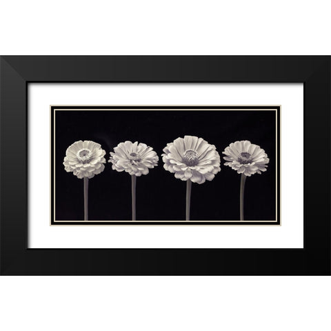 Four Zinnia flowers in a row Black Modern Wood Framed Art Print with Double Matting by Frank, Assaf