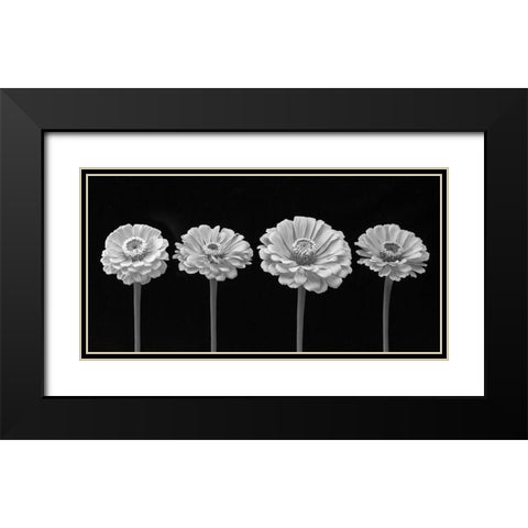 Four Zinnia flowers in a row Black Modern Wood Framed Art Print with Double Matting by Frank, Assaf