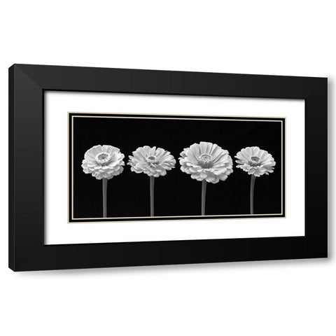 Four Zinnia flowers in a row Black Modern Wood Framed Art Print with Double Matting by Frank, Assaf