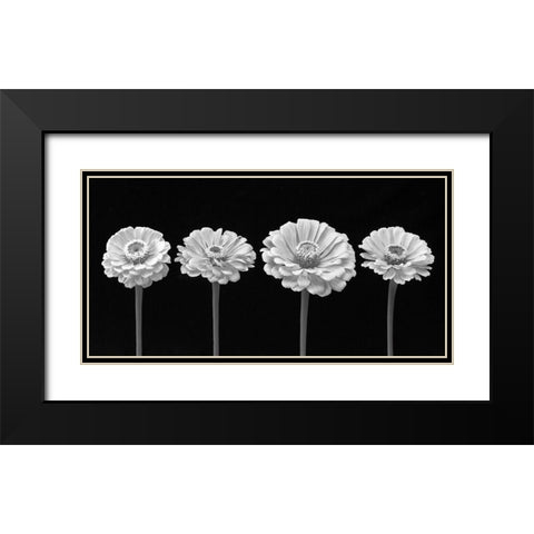 Four Zinnia flowers in a row Black Modern Wood Framed Art Print with Double Matting by Frank, Assaf