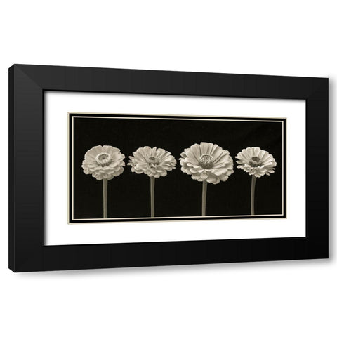 Four Zinnia flowers in a row Black Modern Wood Framed Art Print with Double Matting by Frank, Assaf