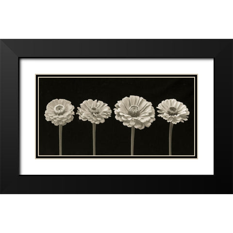 Four Zinnia flowers in a row Black Modern Wood Framed Art Print with Double Matting by Frank, Assaf