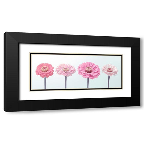 Four Zinnias in a row, FTBR-1898 Black Modern Wood Framed Art Print with Double Matting by Frank, Assaf