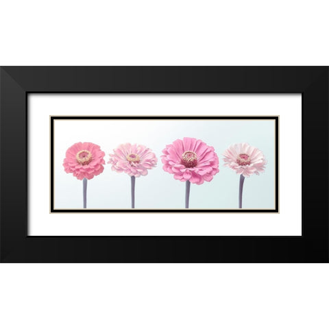 Four Zinnias in a row, FTBR-1898 Black Modern Wood Framed Art Print with Double Matting by Frank, Assaf
