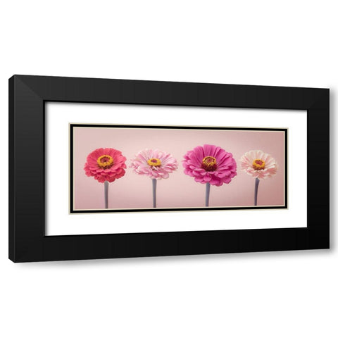 Four Zinnias in a row, FTBR-1899 Black Modern Wood Framed Art Print with Double Matting by Frank, Assaf
