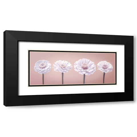 Four Zinnias in a row, FTBR-1900 Black Modern Wood Framed Art Print with Double Matting by Frank, Assaf