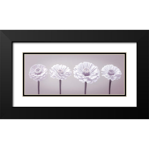 Four Zinnia flowers in a row Black Modern Wood Framed Art Print with Double Matting by Frank, Assaf