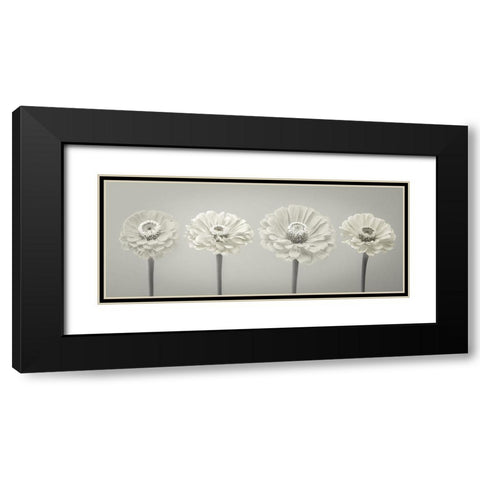 Four Zinnia flowers in a row Black Modern Wood Framed Art Print with Double Matting by Frank, Assaf