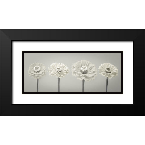 Four Zinnia flowers in a row Black Modern Wood Framed Art Print with Double Matting by Frank, Assaf