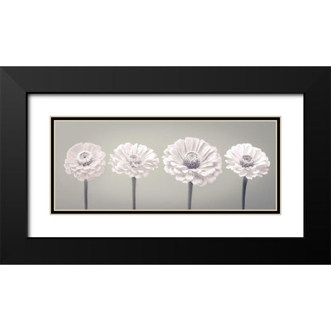 Four Zinnia flowers in a row Black Modern Wood Framed Art Print with Double Matting by Frank, Assaf