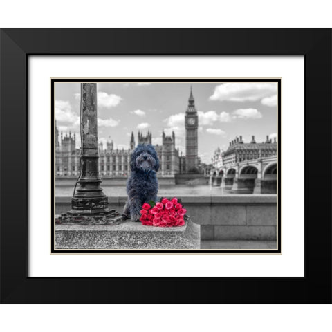 Dog by a lampost with bunch of Roses, London, UK Black Modern Wood Framed Art Print with Double Matting by Frank, Assaf