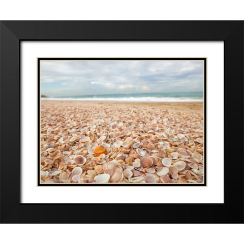 Sea shells on the beach Black Modern Wood Framed Art Print with Double Matting by Frank, Assaf