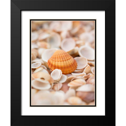 Sea shells on the beach Black Modern Wood Framed Art Print with Double Matting by Frank, Assaf