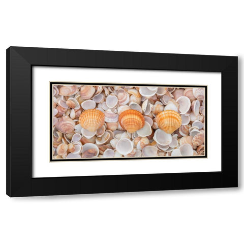 Sea shells on the beach Black Modern Wood Framed Art Print with Double Matting by Frank, Assaf