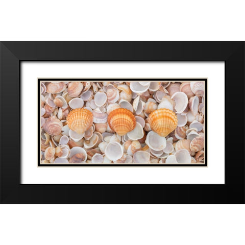 Sea shells on the beach Black Modern Wood Framed Art Print with Double Matting by Frank, Assaf